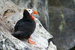 Tufted Puffin